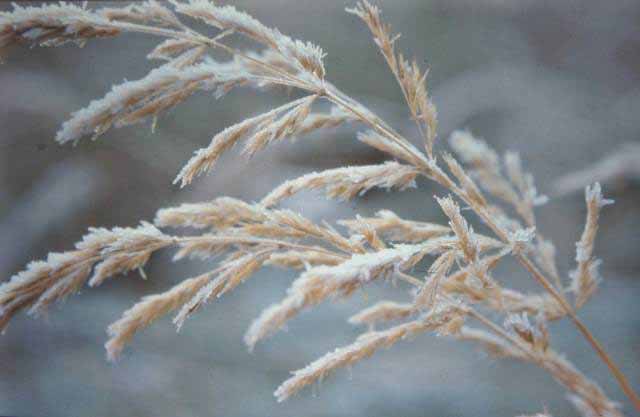 frosted wheat